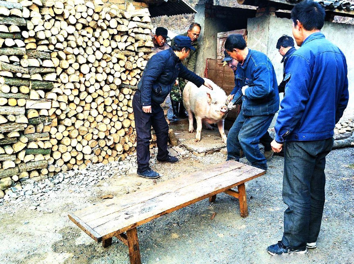 2023今日生猪价格，市场动态与趋势分析