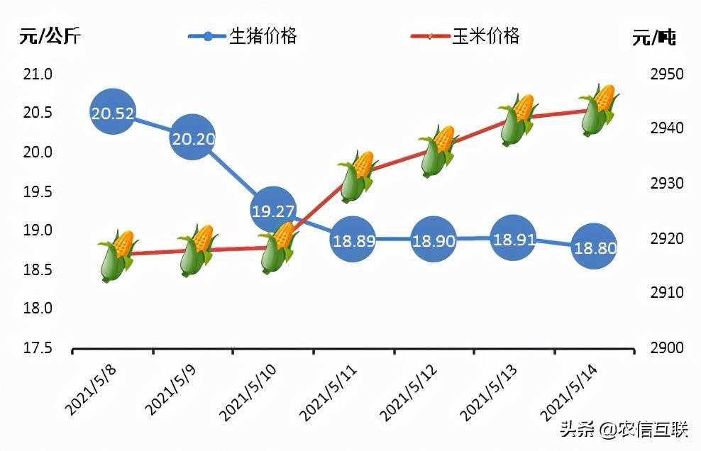 今日生猪价格查询，市场动态与影响因素分析