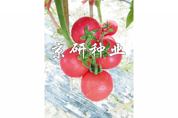 三期内必有 特 一生肖三期必出特一肖给我三期出特一肖啦