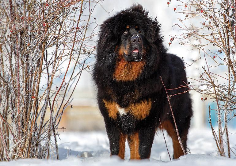 藏獒论坛，探索中国高原犬种的独特魅力与文化交流藏獒帖吧