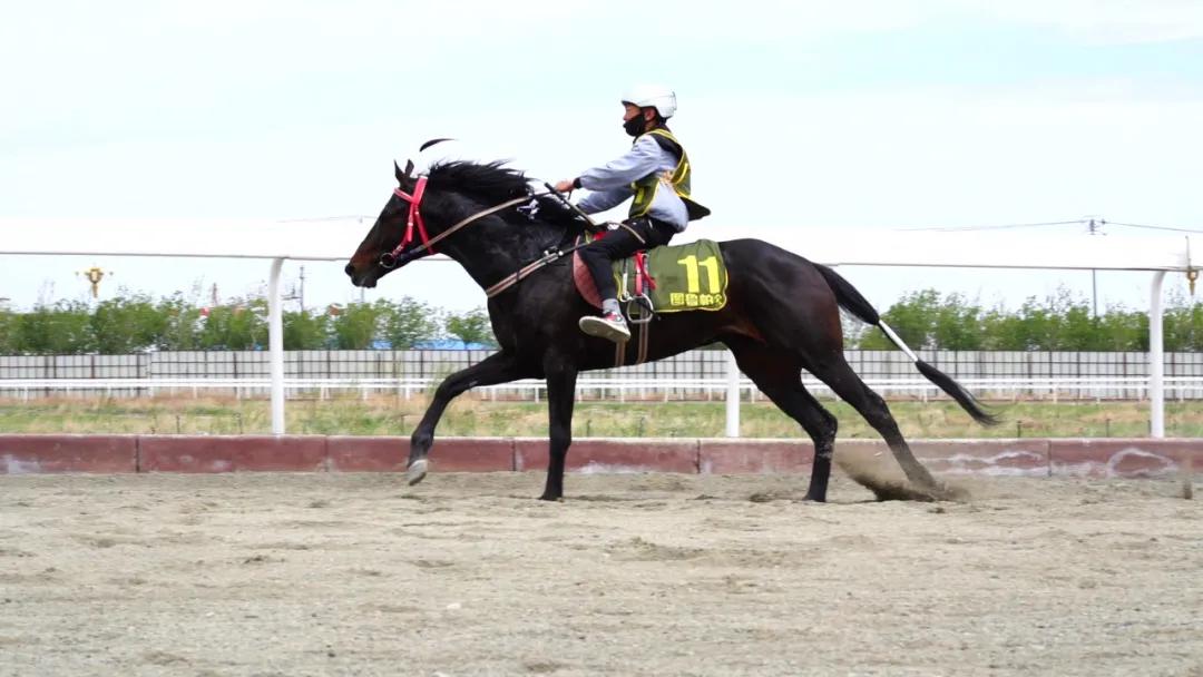 揭秘香港马会，全年资料大全的深度剖析香港2021年马会资料大全